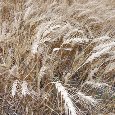 Wheat Harvest Resources