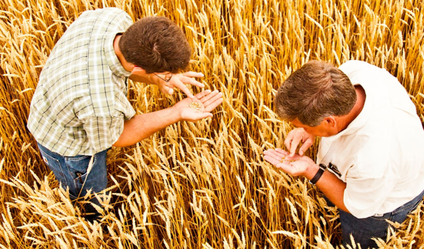 Top view of men examining wheat in field