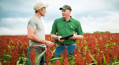 Dedicated Sorghum Aphid Research Program