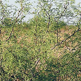 Image of Mesquite bush