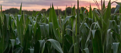 Delayed Pollination Effects on Zipper Ears in Corn
