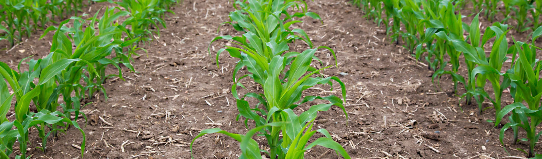 corn rows