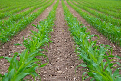 corn