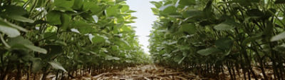 Midseason soybean field
