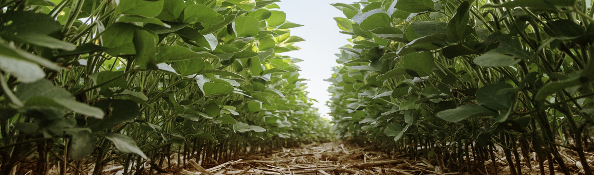 Midseason soybean field