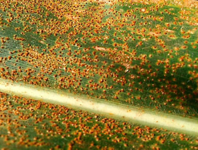 Corn rust in the midsouth
