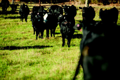 A line of black cattle waling in a line