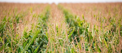 Narrow row corn