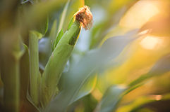 Get Tough on Tough Conditions.