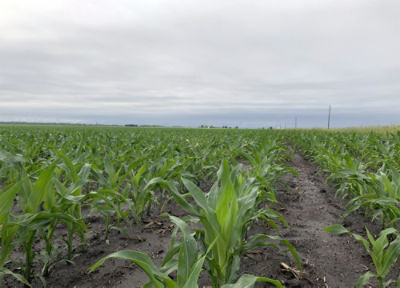 Young corn field