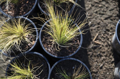 Image of potted plants in a nursery 