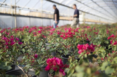 Image of flowers in a greenhouse