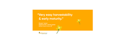 Very easy harvestability and early maturity.