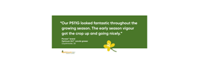 Our P511G looked fantastic throughout the growing season. The early season vigour got the crop up and going nicely.