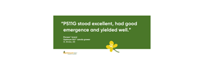 P511G stood excellent, had good emergence and yielded well