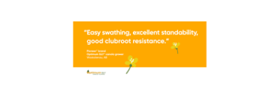 Easy swathing, excellent standability, good clubroot resistance