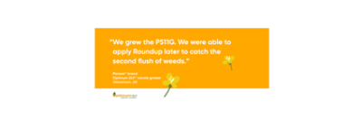 We grew the P511G. We were able to apply Roundup later to catch the second flush of weeds