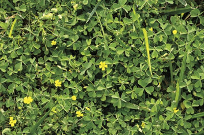 Image of oxalis