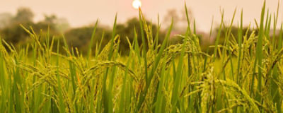 paddy field