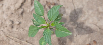 Palmer Amaranth