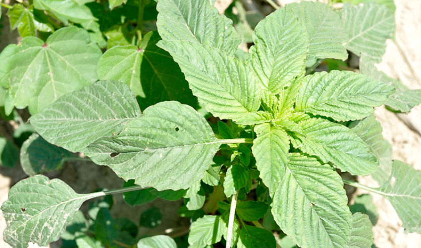 Palmer Amaranth top view