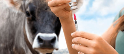 Boas práticas para vacinação de bovinos