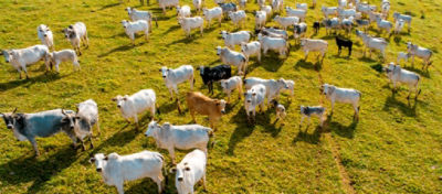 Em períodos de chuvas a atenção com carrapatos deve aumentar