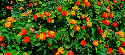 Plantas tóxicas nas pastagens: chumbinho (Lantana camara)