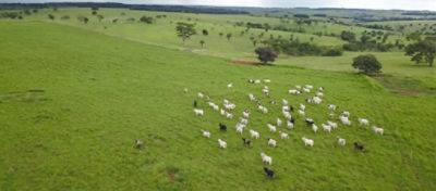 Quanto custa produzir um boi?