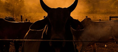 Doenças respiratórias dos bovinos em confinamento: como manter os animais saudáveis?