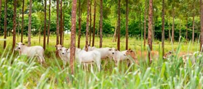 Integração lavoura-pecuária-floresta cresce como opção de recuperação de pasto a baixo custo