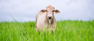 Pesquisador desenvolve “reconhecimento facial” para bovinos