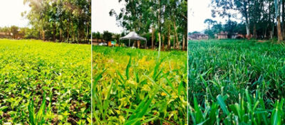 Pastagem sem infestação: pecuarista da Região Sul relata os resultados com a Tecnologia Ultra-S