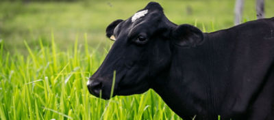 Como garantir o bem-estar do gado no período de seca