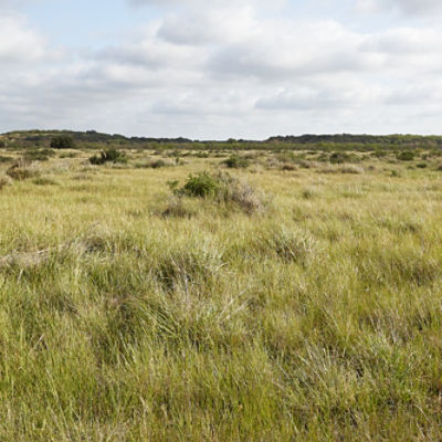 Image of open pasture