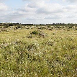 Image of open pasture