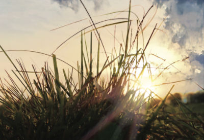 Pasture grass at sunset
