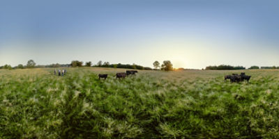 360 pasture view