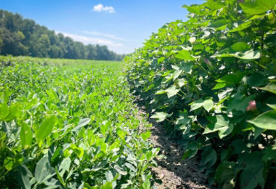 Perfect Peanut Partner