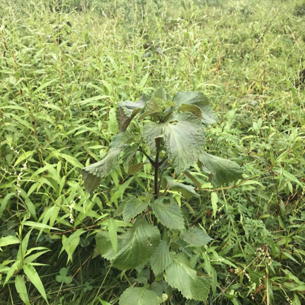 perilla mint