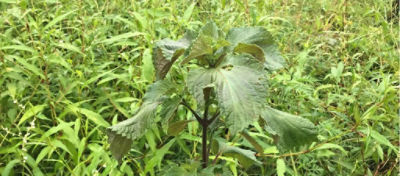 Perilla mint
