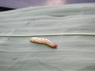 Southwestern Corn Borer