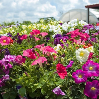 Image of petunias