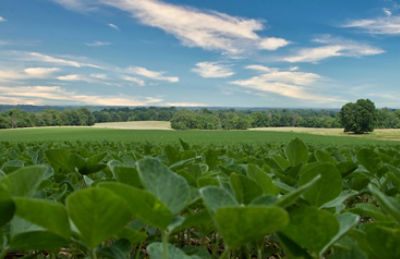 Photo - early soybean field, blue sky with clouds