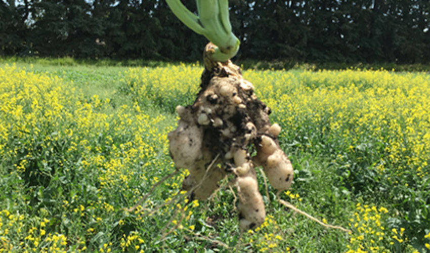 clubroot image