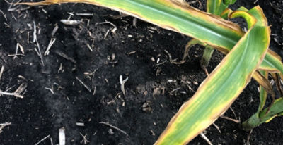 Photo - corn plant showing potassium deficiency symptoms