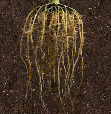 Image - roots against a background of soil