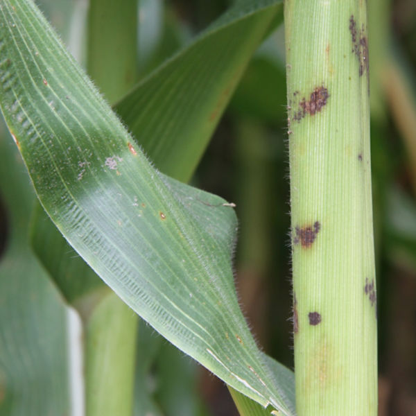 physoderman stalk rot