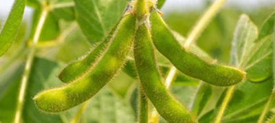soybean pods