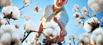 Picking cotton